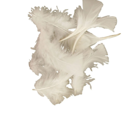 Kalkoendons - Knutselveren - Wit - 7-8 cm