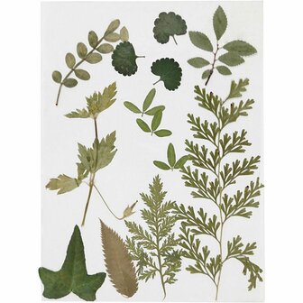 Gedroogde Bladeren Groen - Geperste Natuurlijke Bladeren - DIY Creatieve Bladeren Set - Groene Gedroogde Bladeren Voor Kaarten, Tafeldecoraties &amp; Kunst - Set van 1 Stuk