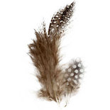 Veren van parelhoen, bruin, 3 gr/ 1 doos