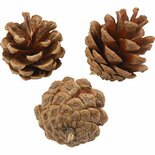 Echte Dennenappels - Dennenappels voor Decoratie - Natuurlijke Dennenappels - DIY Knutselmateriaal - Kerstdecoratie Dennenappels - 4 cm - 500 gram
