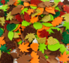 3D Eva Foam Stickers - Bladeren - Herfst - Figuren puzzelen met vilt -  Zelfklevend - Kleurrijk - 50 stukjes