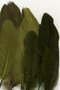 Veren Groen - Decoratieve Groene Veren - Knutselveren - Hobby Veren - Knutselveren - Sierveren - 15 Stuks