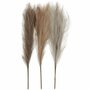 Kunstmatig Pampasgras - Luxe Droogbloemen Set - Licht Beige, Lichtbruin & Lichtgrijs - Perfect Voor Interieur & Home Decor - Hoogwaardige Kwaliteit - Lengte 50 cm - Set Van 3 Stelen