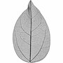 Skeleton Leaves - Geperste Skeletbladeren - DIY Decoratieve Bladeren - Zwarte Kleur - Voor Kaarten en Hobbyprojecten - Lengte 6-8 cm - Set van 20 Stuks