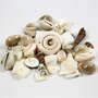 Strand schelpen kralen, afm 9-40 mm, gatgrootte 1-1,5 mm, 120 gr/ 1 doos