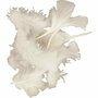 Donsveren Wit - Super Zachte Veertjes - Decoratieve Witte Veren - Knutselveren - Hobby Veren - Sierveren - 7-8cm - 50 Gram