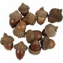 Echte Eikels - Herfstdecoratie DIY Eikels - Natuurlijke Knutselmaterialen Voor Creatieve Decoraties - Set van 12 stuks - Tafeldecoratie - Natuurmaterialen - Seizoensdecoratie