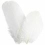 Ganzenveren Wit - Decoratieve Witte Veren - Knutselveren - Hobby Veren - Knutselveren - Sierveren - Lengte 5-8 cm - Gewicht 3 g