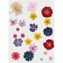 Gedroogde Bloemen & Bladeren - Geperste Bloemen - DIY Decoratie - Scrapbooking & Kaarten Maken - Natuurlijke Bloemen - Knutselmaterialen - 1 Doos