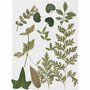 Gedroogde Bladeren Groen - Geperste Natuurlijke Bladeren - DIY Creatieve Bladeren Set - Groene Gedroogde Bladeren Voor Kaarten, Tafeldecoraties & Kunst - Set van 1 Stuk