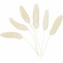 Hazenstaart Gras - Droogbloemen Decoratie - Beige Naturel Pluimen - Lagurus Droogbloemen Set - Creatieve Droog Steekschuim Decoratie - L: 3-7 cm - Set van 6 Stuks