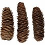 Kegel Denneappels - Gedroogde Decoratie - DIY Natuurlijke Decoratie - Herfst Decoratie - Knutselmaterialen - Handgemaakte Bloemdecoratie - Winterse Tafeldecoratie - D 40 mm - 300 gr