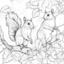 Kleurboek Eekhoorns  Natuur Kleurboek  Creatief Kleurboek Natuur  Eekhoorn Kleurboek  Kinderen en Volwassenen  Colorbook Squirrels  20x20cm  20 Tekeningen